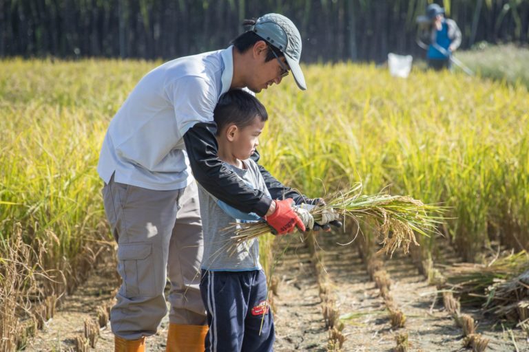 農事體驗 稻米收割