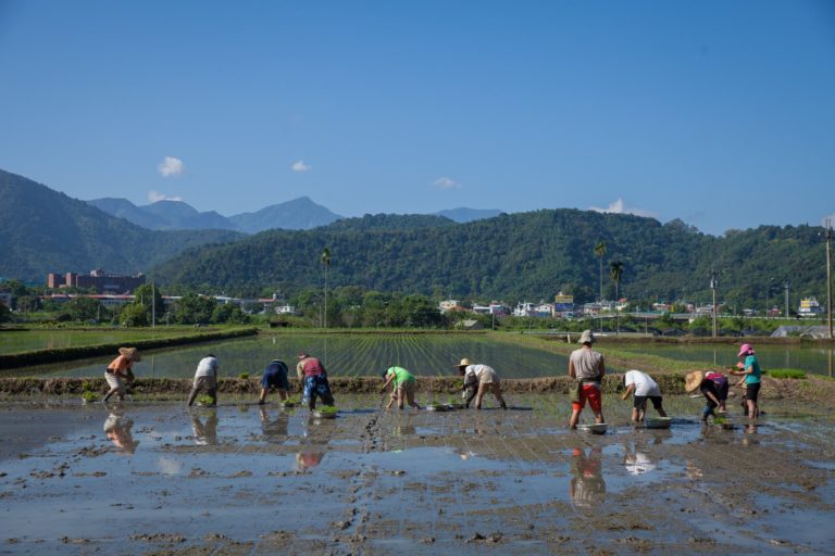 食農體驗 稻米插秧