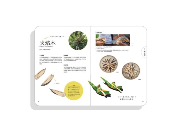採集一桌的綠意內文預覽